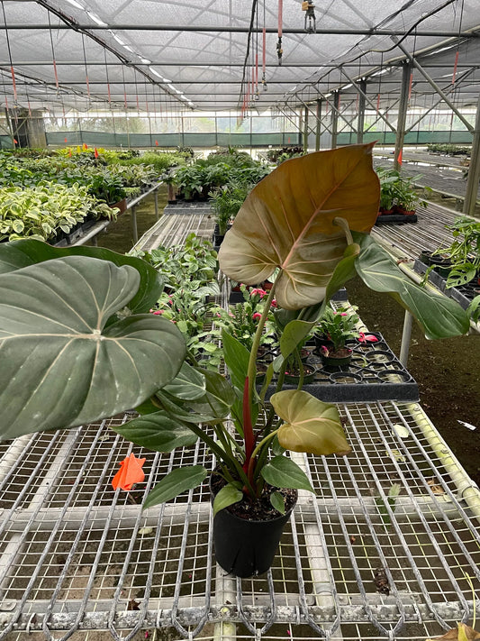 Philodendron 'Summer Glory' plant in a black pot, featuring large green and salmon-pink leaves.