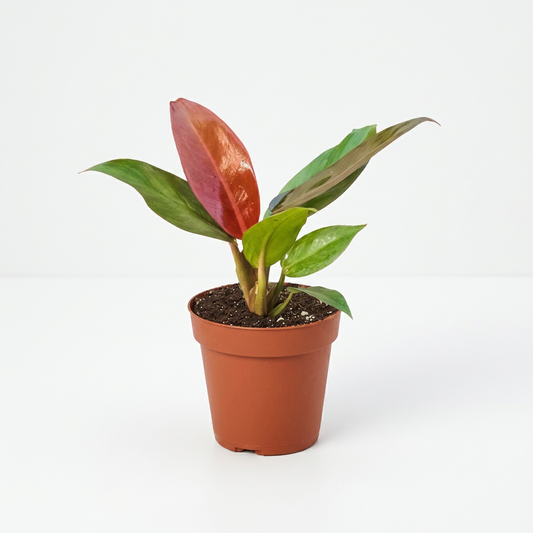 Philodendron 'Sun Red' plant in a brown pot, featuring vibrant red and deep green leaves.