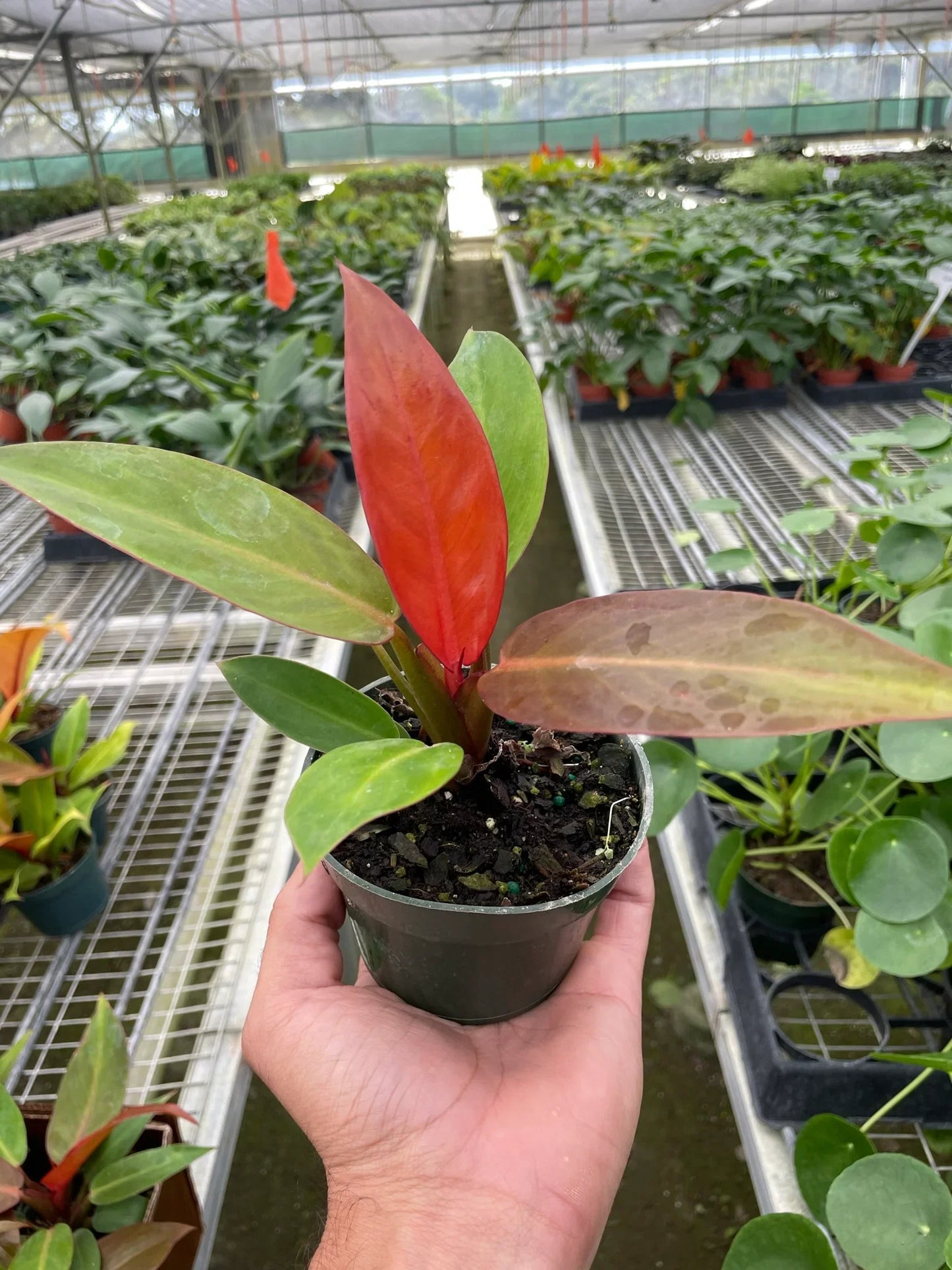 Hand holding a Philodendron 'Sun Red' plant with vibrant red, copper, and green leaves in a nursery pot.
