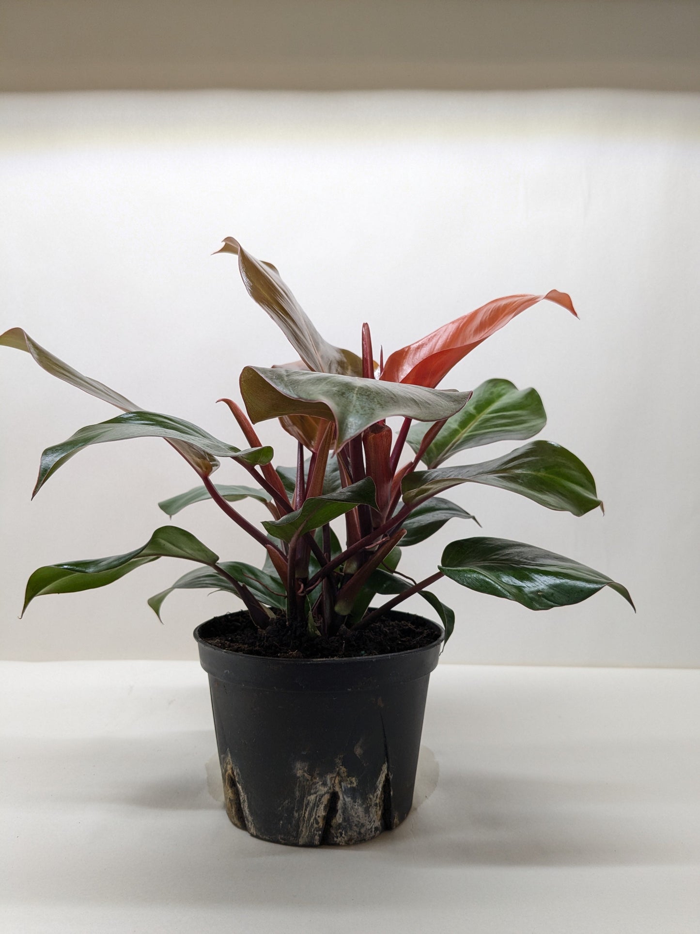Philodendron 'Sun Red' plant in a black pot, featuring vibrant red and deep green leaves.