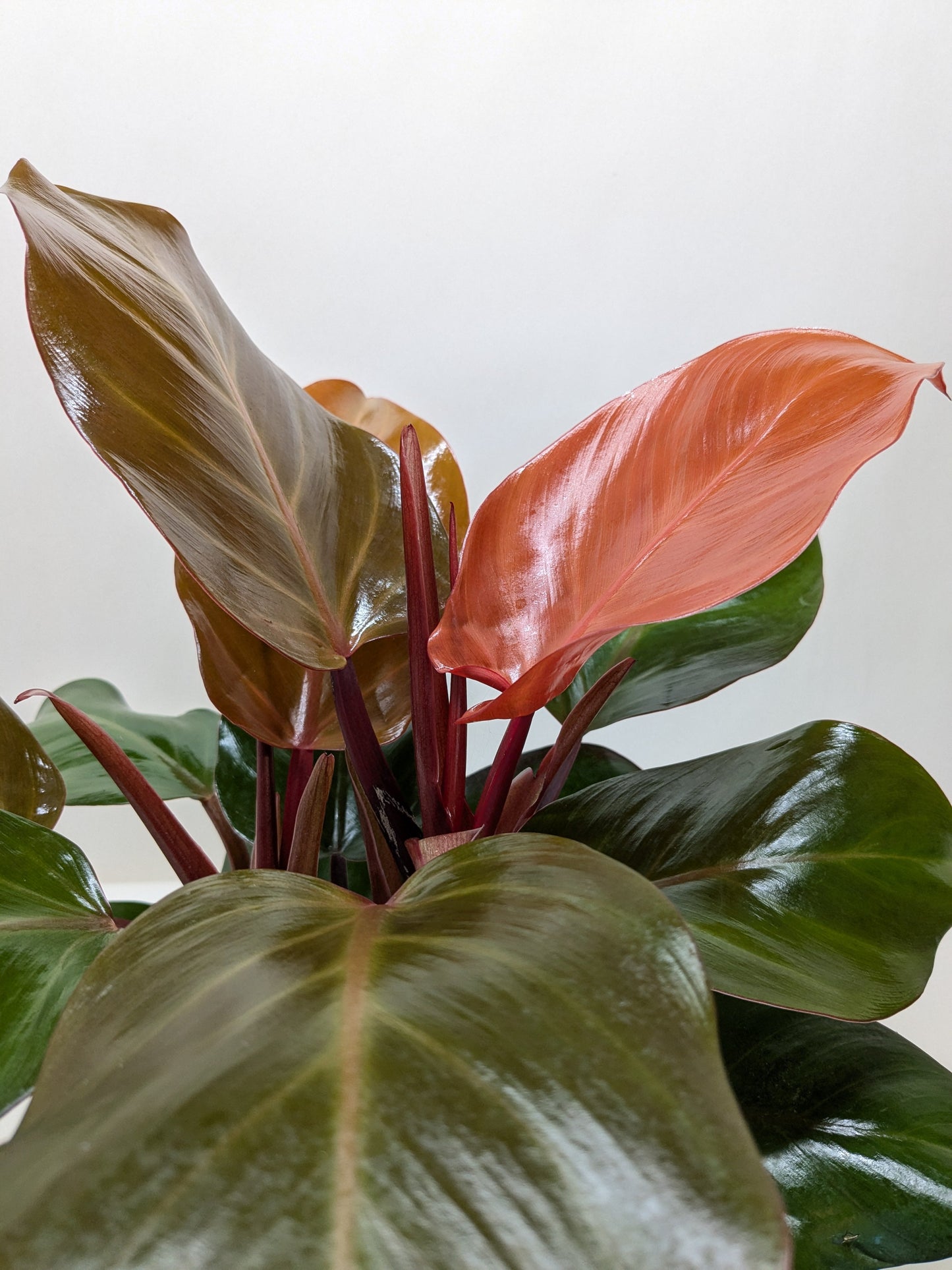 Vibrant Philodendron 'Sun Red' plant with glossy red-to-copper young leaves and deep green mature foliage.
