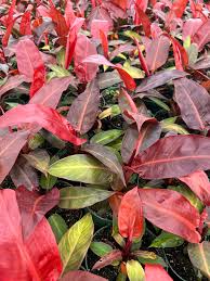 Vibrant Philodendron 'Sun Red' plants with red-to-copper young leaves and maturing deep green foliage.