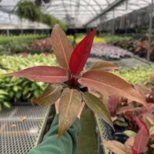 Vibrant Philodendron 'Sun Red' plant with red-to-copper young leaves, held in a greenhouse.