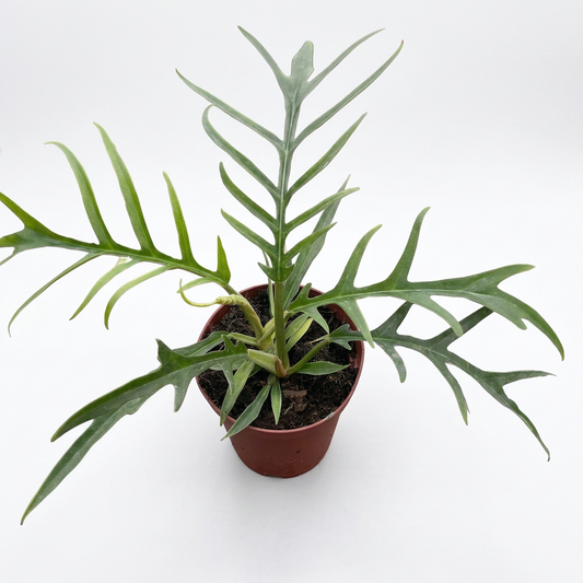 Philodendron 'Tortum' plant with deeply dissected green leaves in a brown pot on a white surface. 