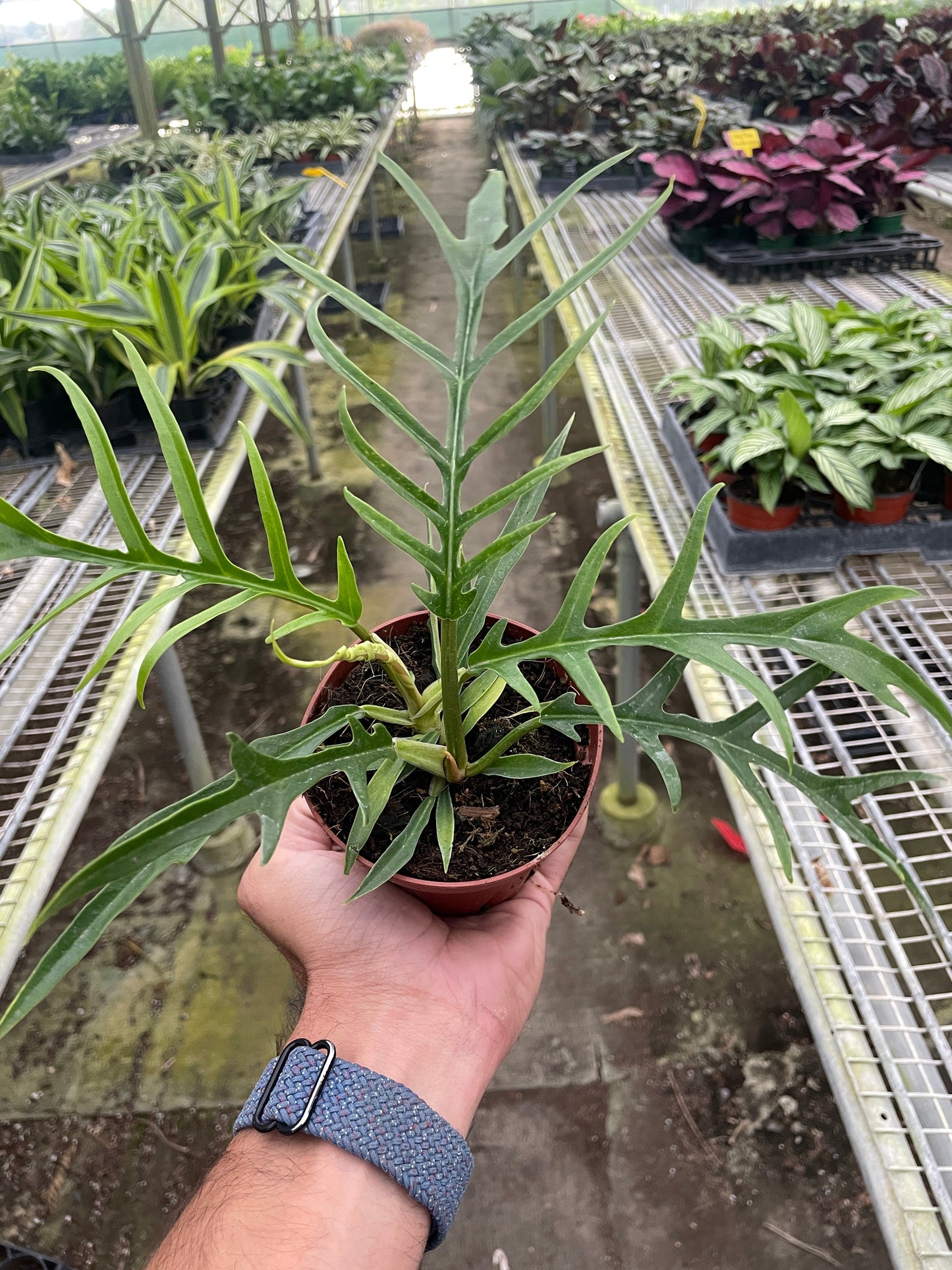 Hand holding a small Philodendron 'Tortum' plant with deeply dissected green leaves in a brown pot.