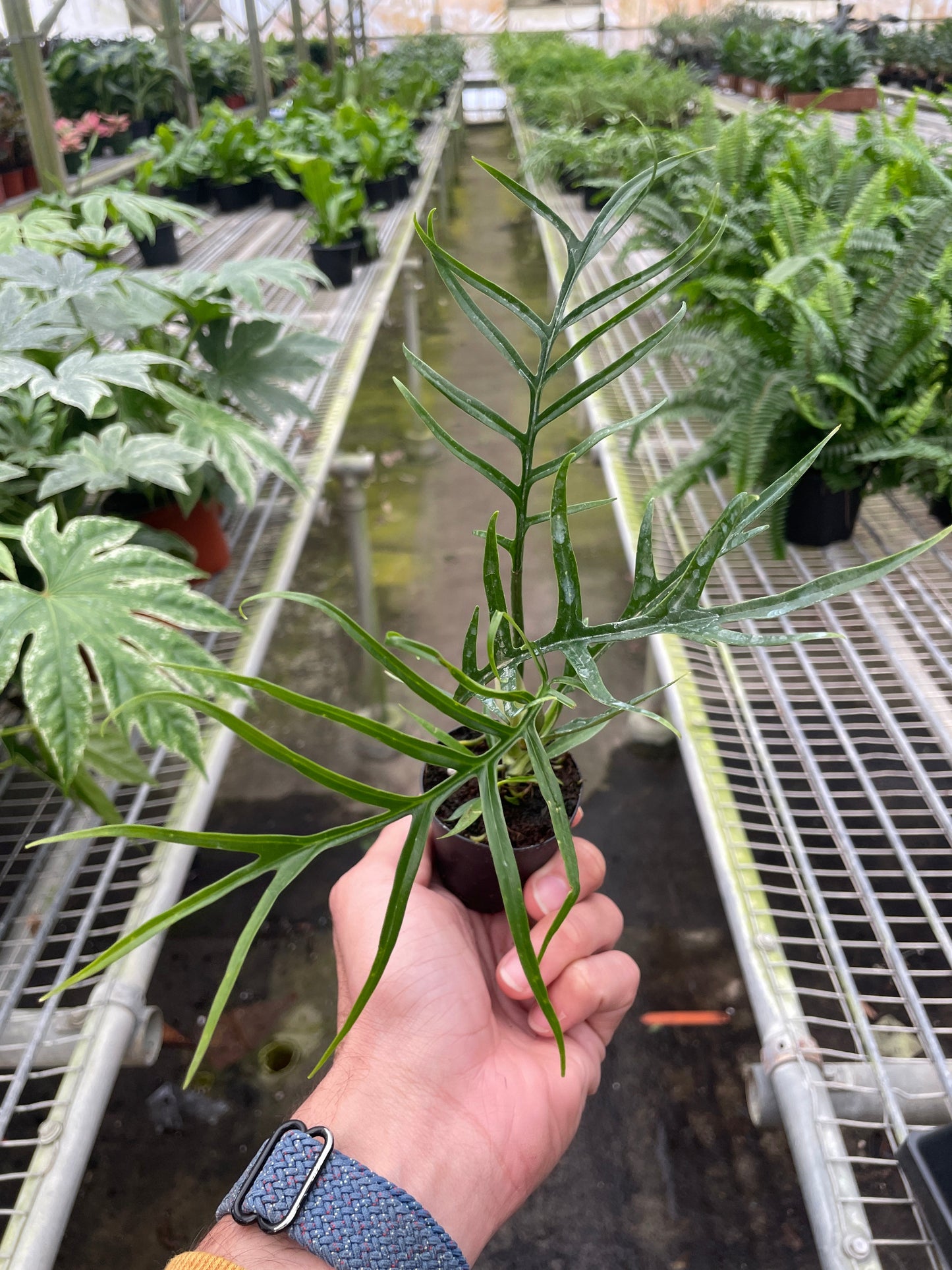 Hand holding a small Philodendron 'Tortum' plant with deeply dissected green leaves in a nursery.