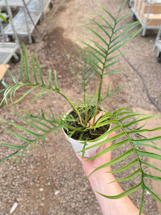 Hand holding a small Philodendron 'Tortum' plant in a white pot, showing its deeply dissected green leaves.