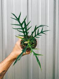 Hand holding a small Philodendron 'Tortum' plant with deeply dissected, dark green leaves in a brown pot.
