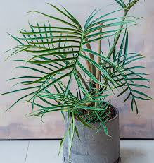Philodendron 'Tortum' plant with deeply dissected green leaves in a gray pot.