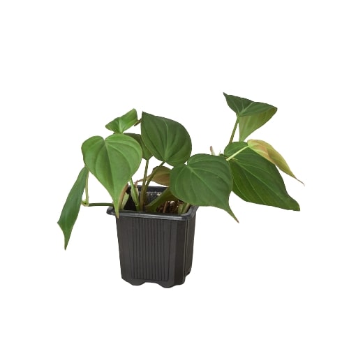 Small Philodendron 'Velvet' plant with deep bronze-green, velvety leaves in a black nursery pot.