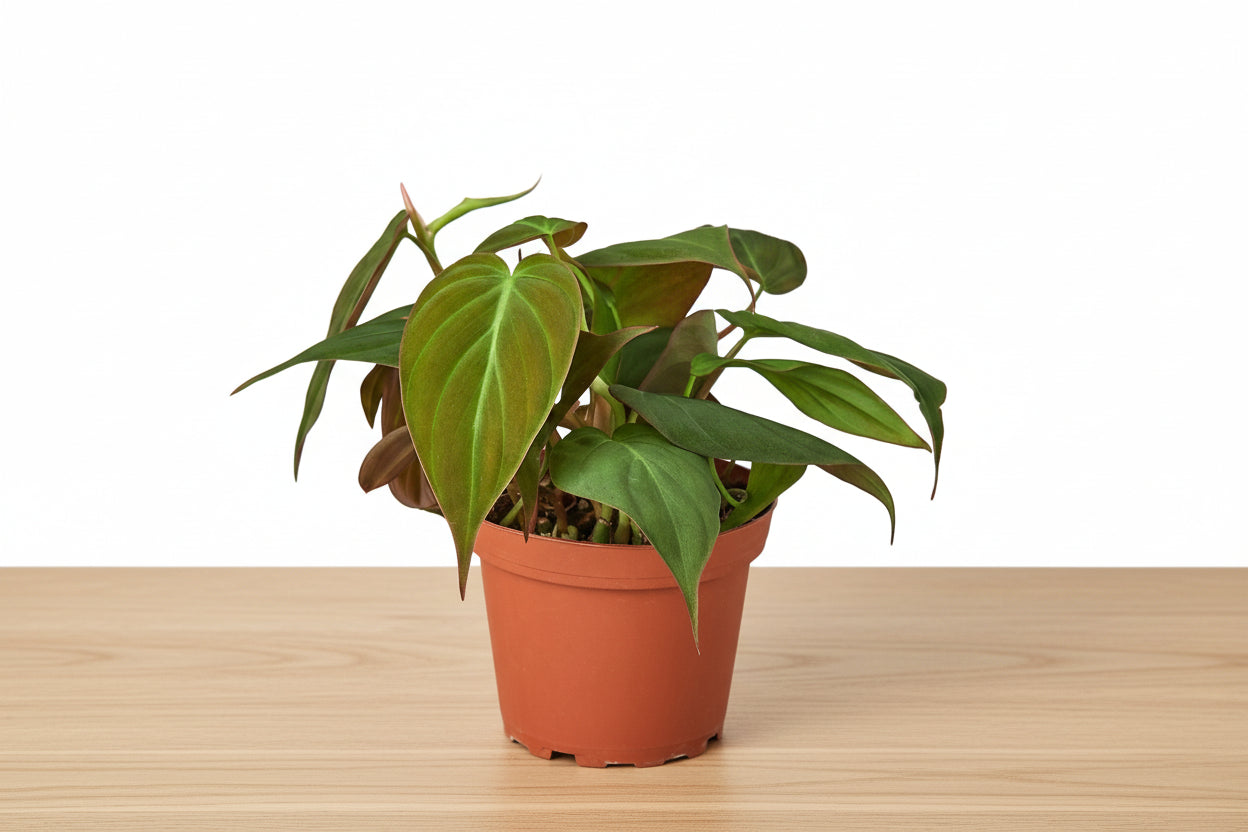 Philodendron 'Velvet' plant in a small terracotta pot, showcasing deep bronze-green velvety leaves.