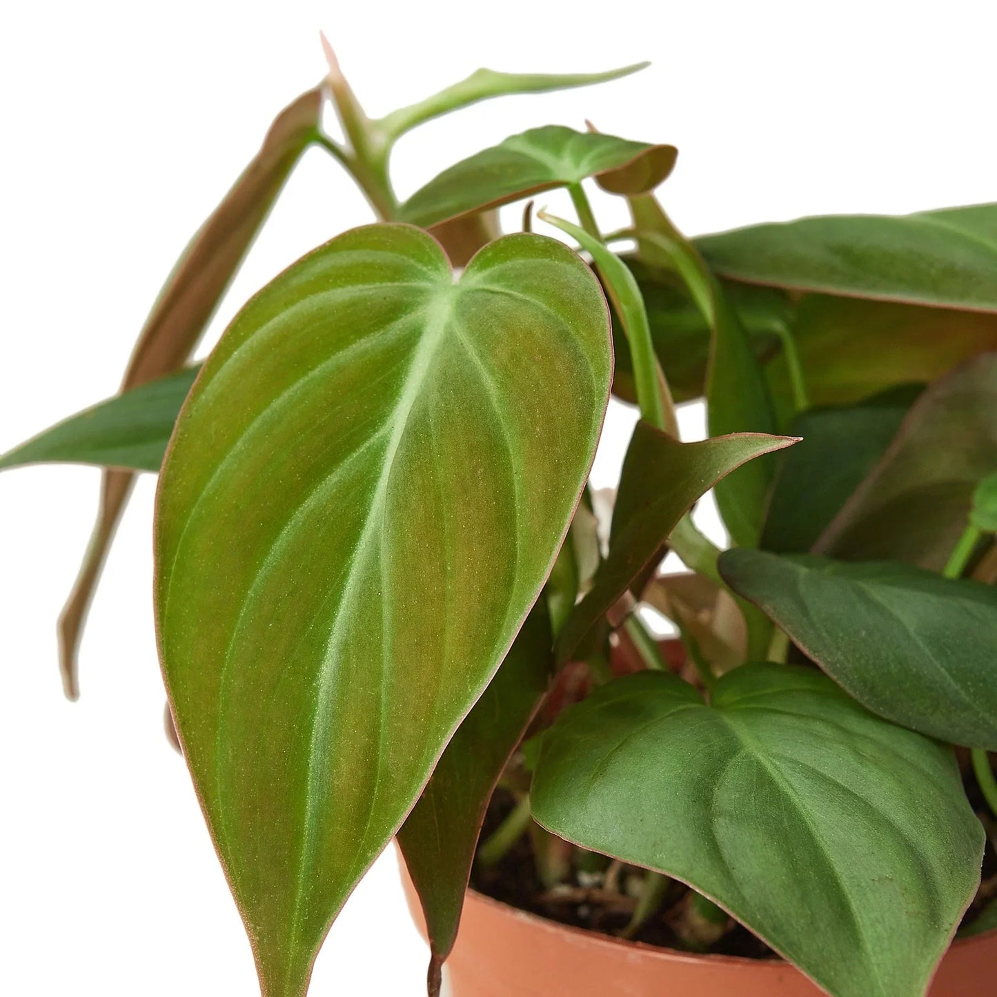Philodendron 'Velvet' plant with deep bronze-green, velvety leaves in a brown pot.