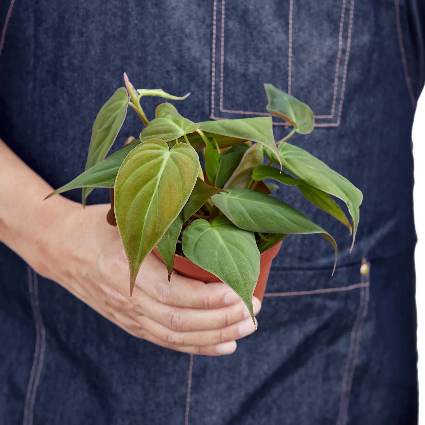 Person holding a small Philodendron 'Velvet' plant in a brown pot, showcasing its deep bronze-green, velvety leaves.