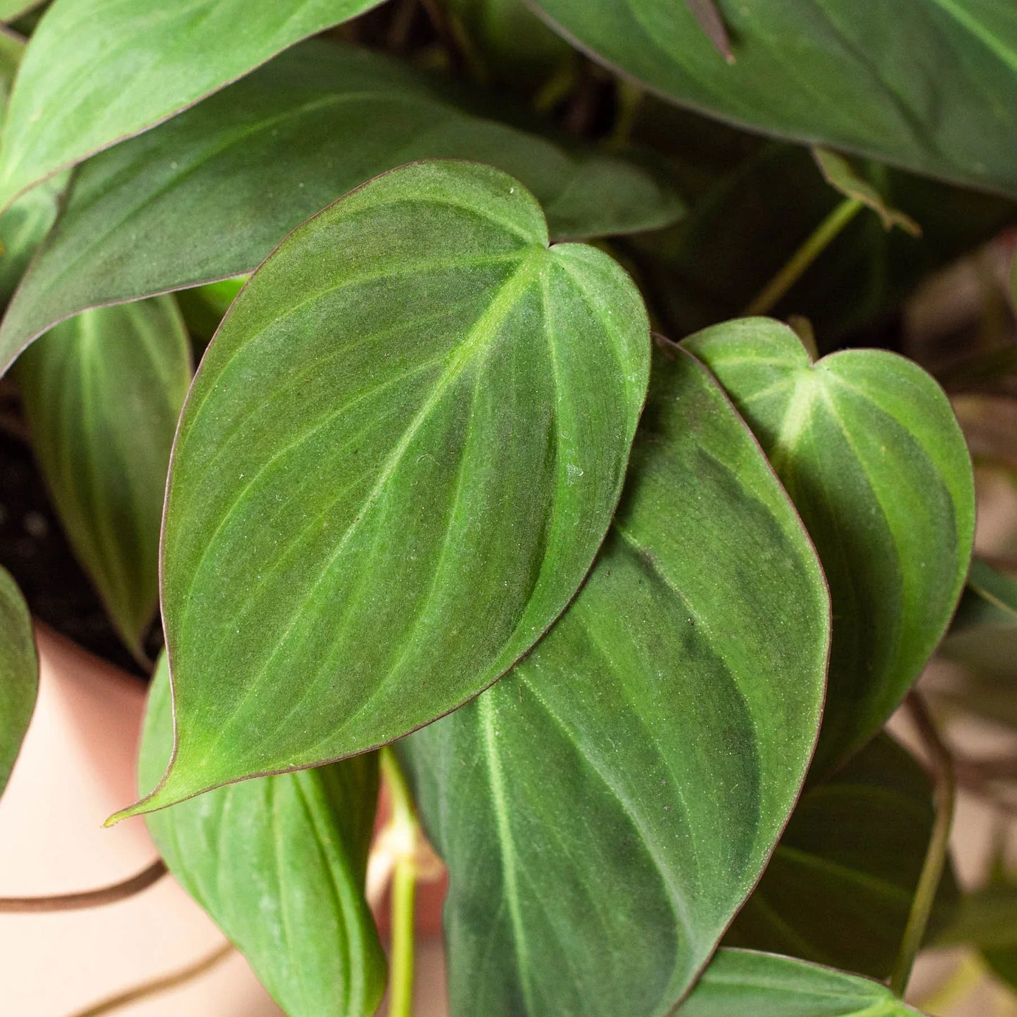 Close-up of Philodendron 'Velvet' leaves, showing their deep bronze-green color and soft, velvety texture.