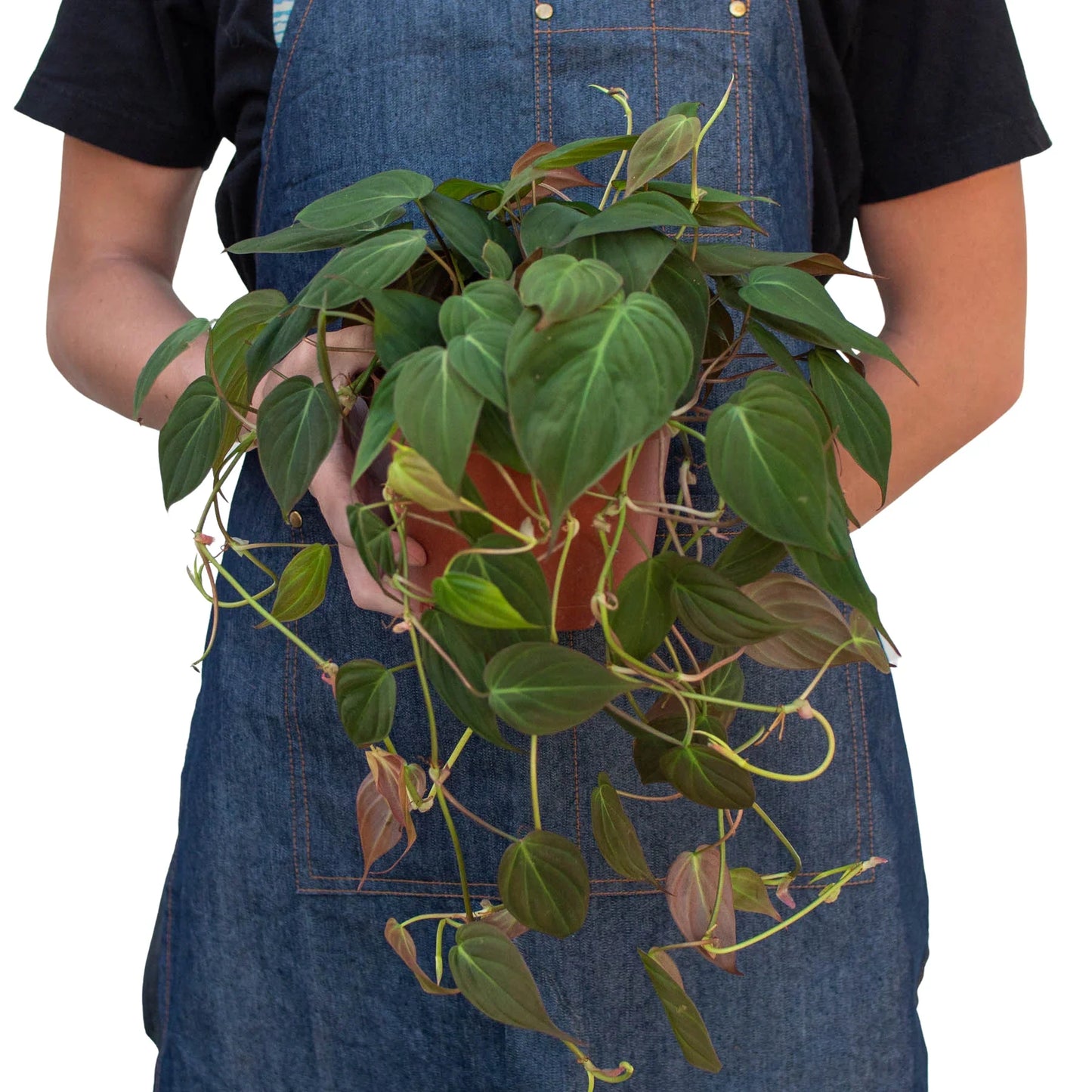 Person in denim apron holding a potted Philodendron 'Velvet' with deep bronze-green leaves.