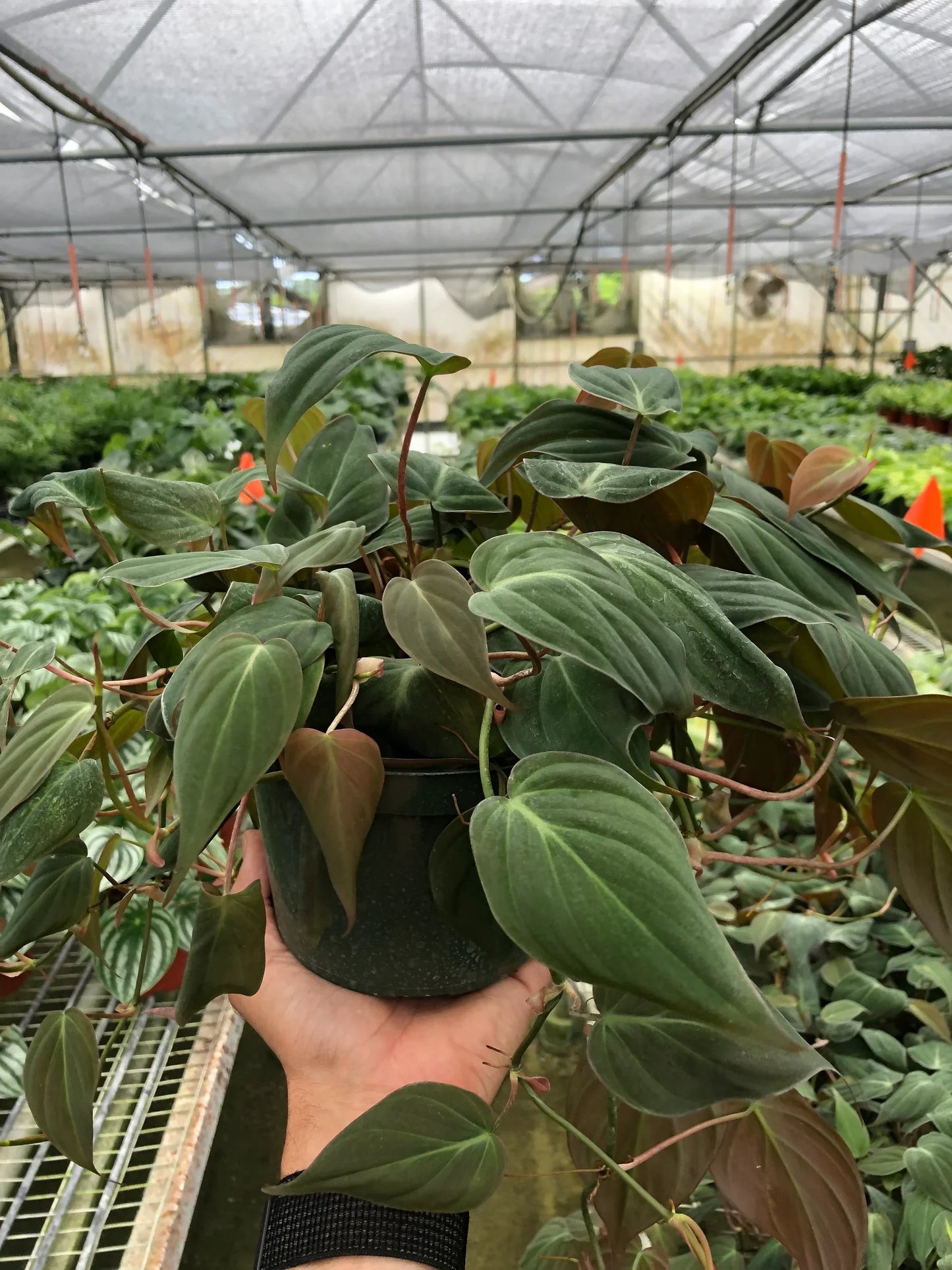 Hand holding a Philodendron 'Velvet' plant with deep bronze-green, velvety leaves in a dark pot.