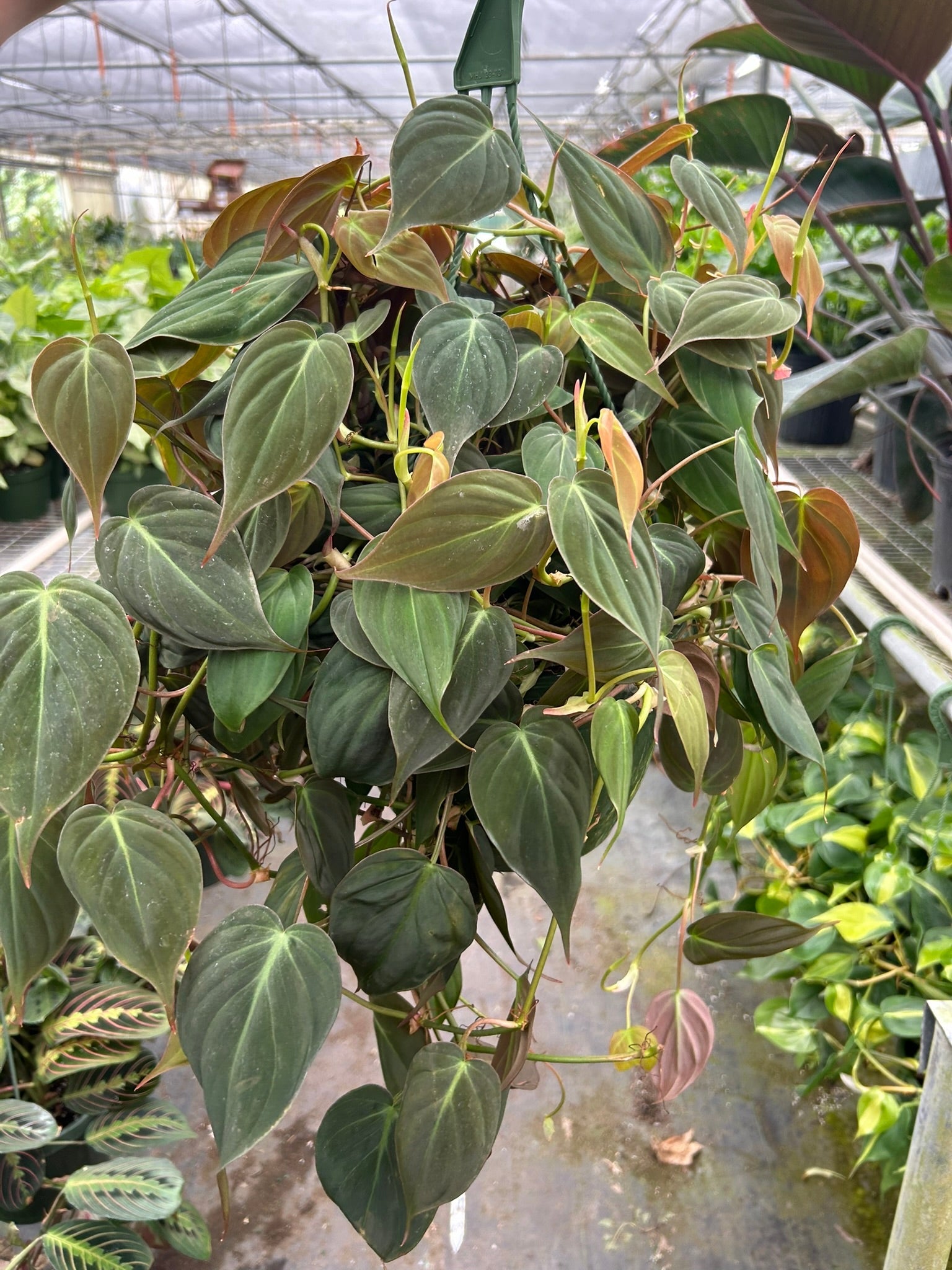 Lush Philodendron 'Velvet' plant with deep bronze-green, velvety leaves in a hanging pot.