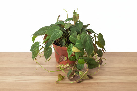 Philodendron 'Velvet' plant in a brown pot, featuring deep bronze-green, velvety leaves.