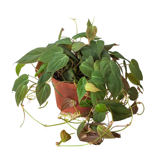 Philodendron 'Velvet' plant in a brown pot, featuring heart shaped deep bronze-green, velvety leaves trailing down a nursery pot.