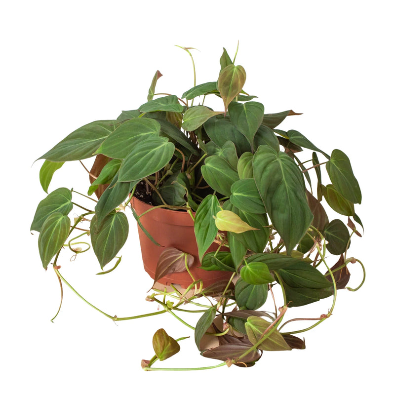 Philodendron 'Velvet' plant in a brown pot, featuring heart shaped deep bronze-green, velvety leaves trailing down a nursery pot.