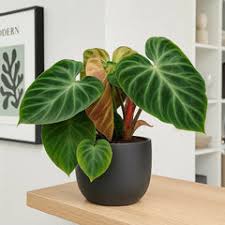 Philodendron Verrucosum