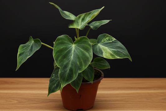Hand holding a potted plant with green leaves on a white background