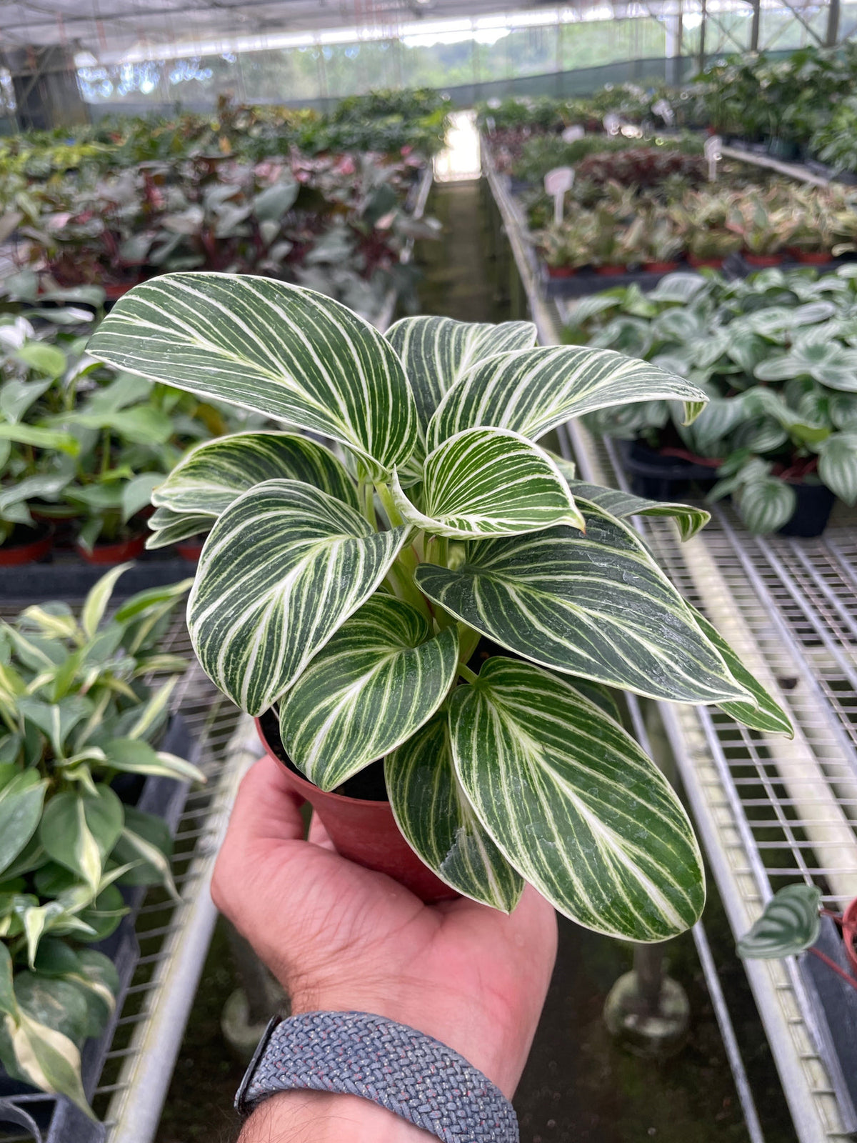 A hand holding a philodendron white measure green and white striped leaves in a 4” brown pot in a greenhouse setting with other plants in the background.