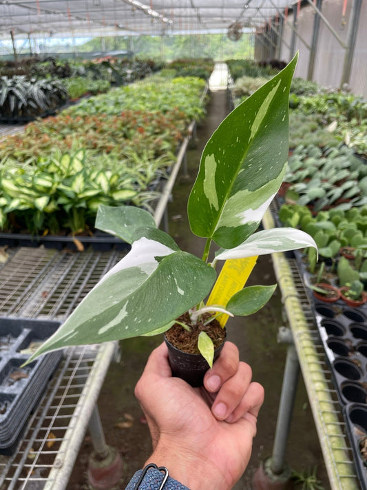 Hand holding a philodendron white princess with small green leaves with white variegation in a small black ” pot in a greenhouse setting with other plants in the background.