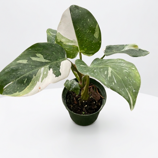 A potted philodendron white princess plant with big green leaves with white variegation in a 4” green pot in a white surface. 