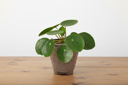 Small Pilea peperomioides 'Chinese Money' plant in a biodegradable pot with round green leaves.