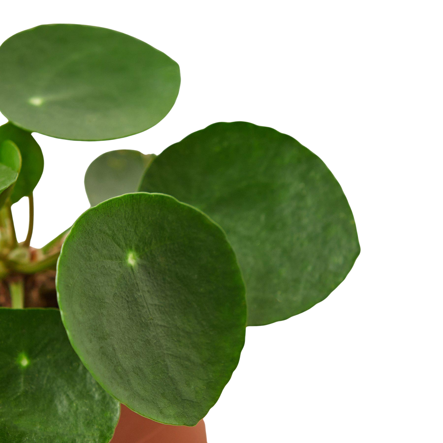 Pilea Peperomioides 'Chinese Money' plant with round, dark green leaves and lighter dots.