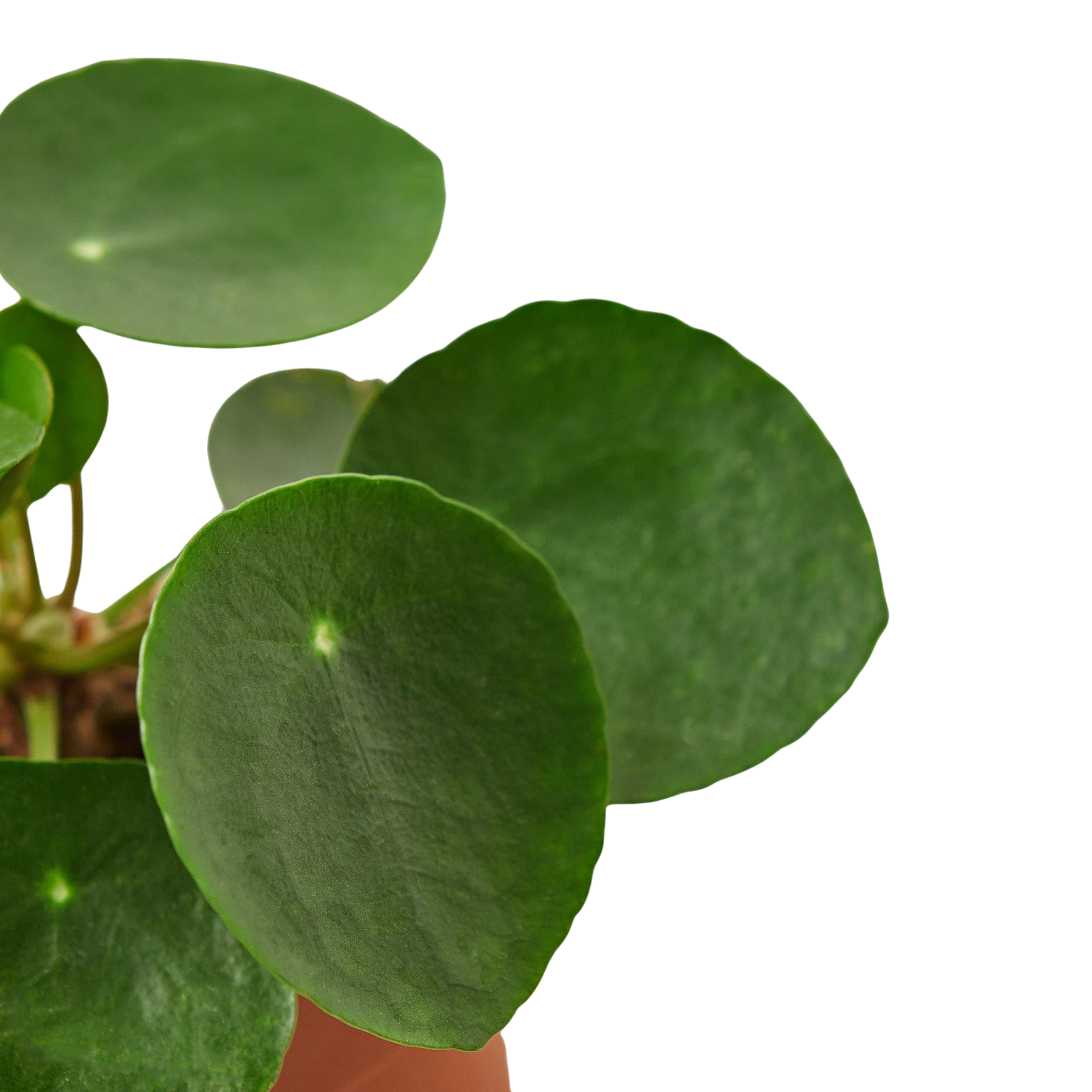 Pilea Peperomioides 'Chinese Money' plant with round, dark green leaves and lighter dots.