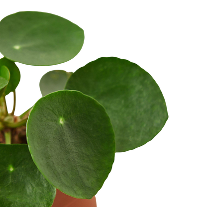Pilea Peperomioides 'Chinese Money' plant with round, dark green leaves and lighter dots.