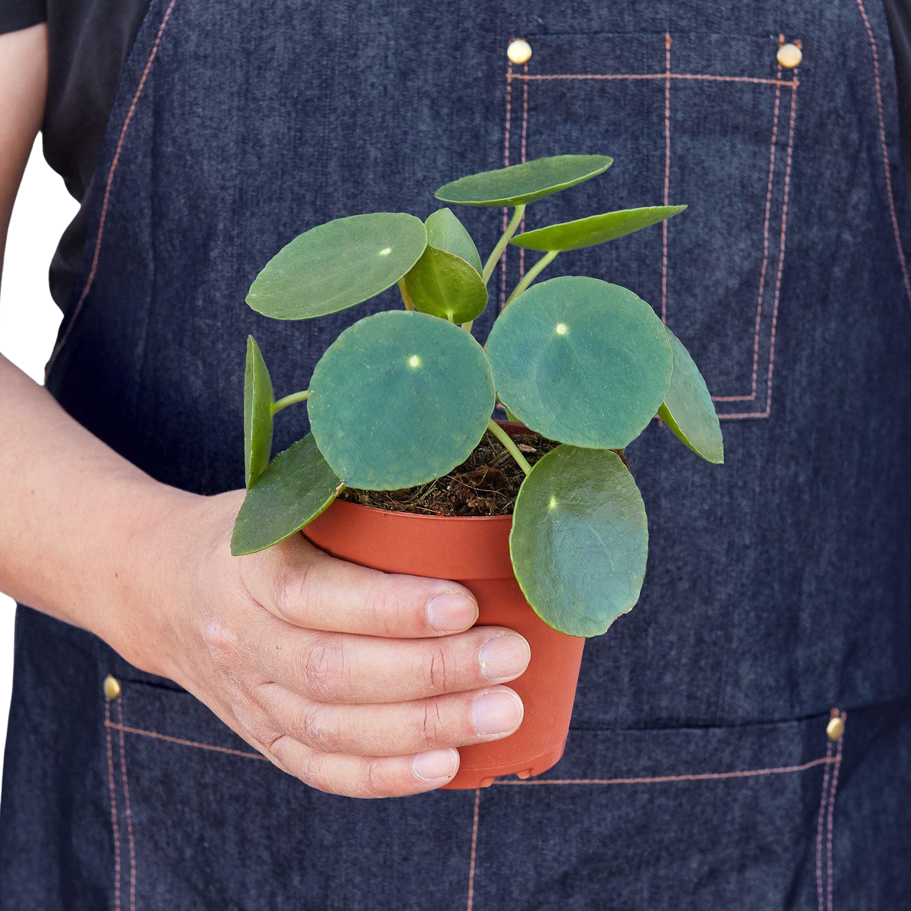 Person in denim apron holding a small Pilea peperomioides plant in a brown pot.
