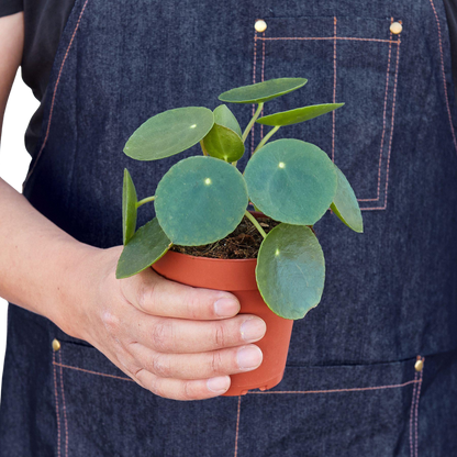 Person in denim apron holding a small Pilea peperomioides plant in a brown pot.