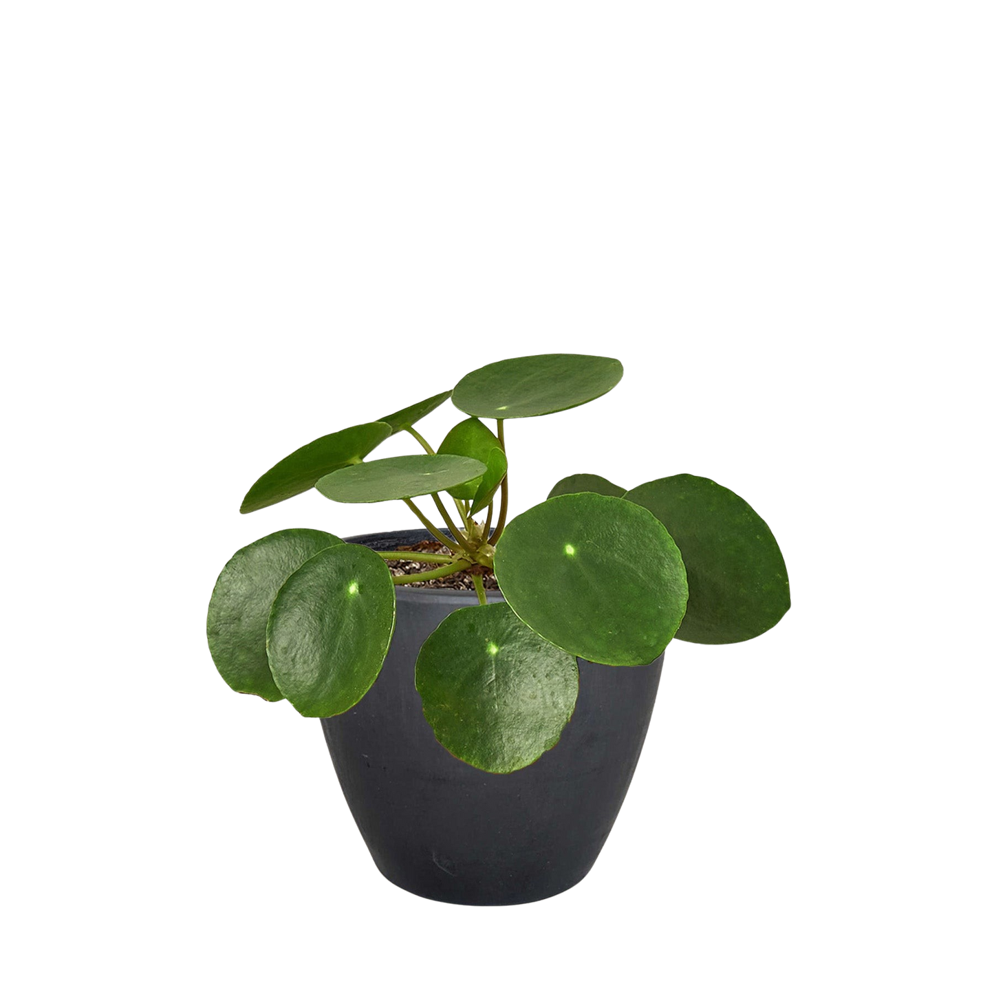 Pilea Peperomioides 'Chinese Money' plant in a black pot, featuring round green leaves with lighter dots.