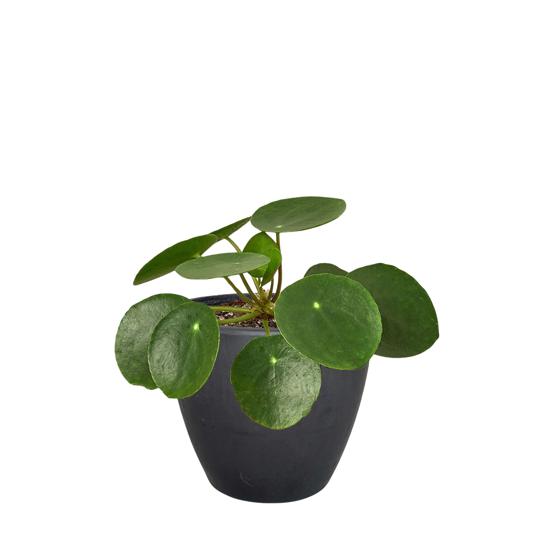 Pilea Peperomioides 'Chinese Money' plant in a black pot, featuring round green leaves with lighter dots.