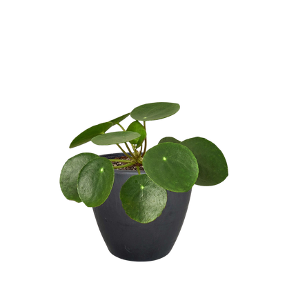 Pilea Peperomioides 'Chinese Money' plant in a black pot, featuring round green leaves with lighter dots.