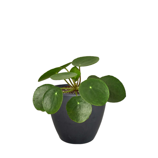 Pilea Peperomioides 'Chinese Money' plant in a black pot, featuring round green leaves with lighter dots.