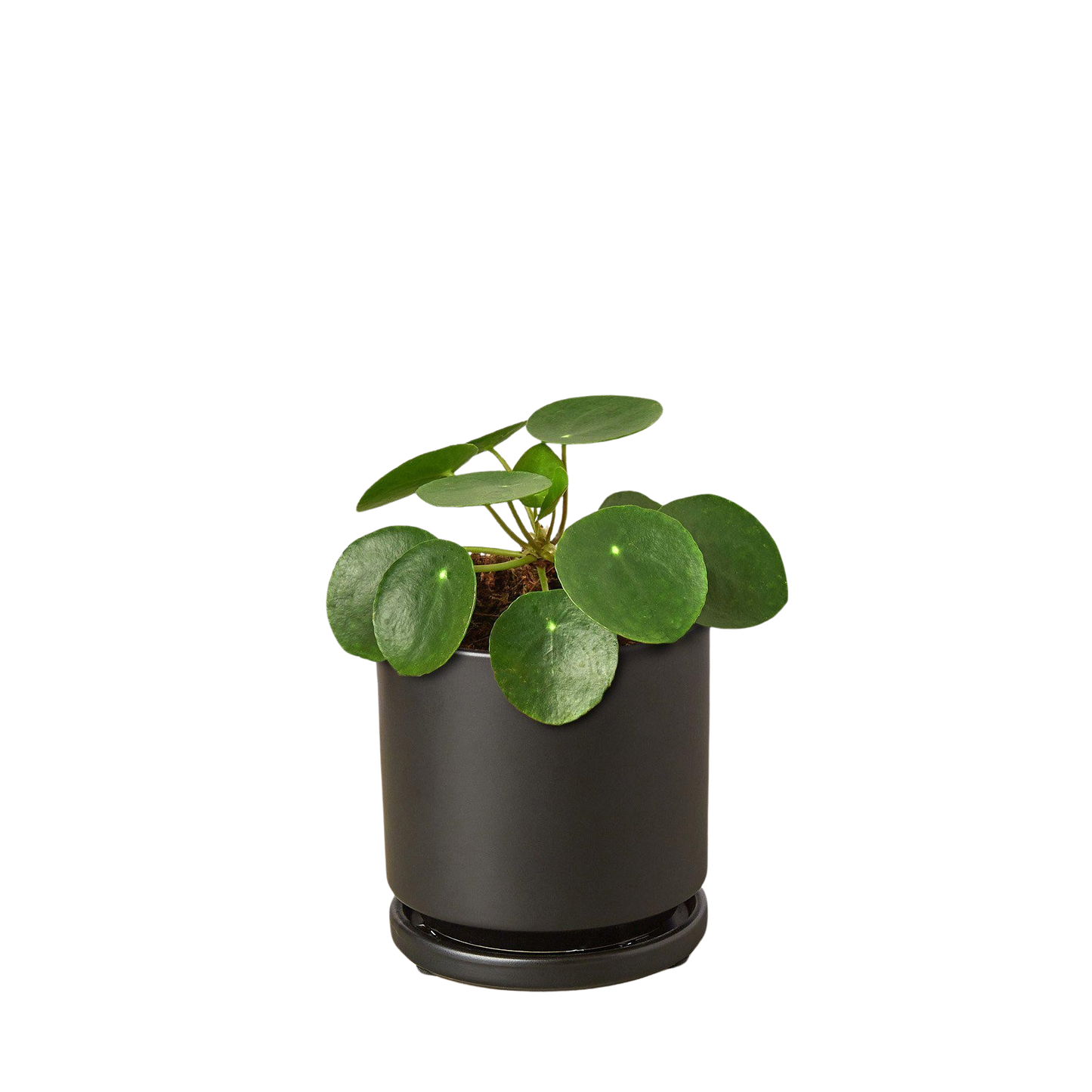 Pilea Peperomioides 'Chinese Money' plant with round green leaves in a black pot.