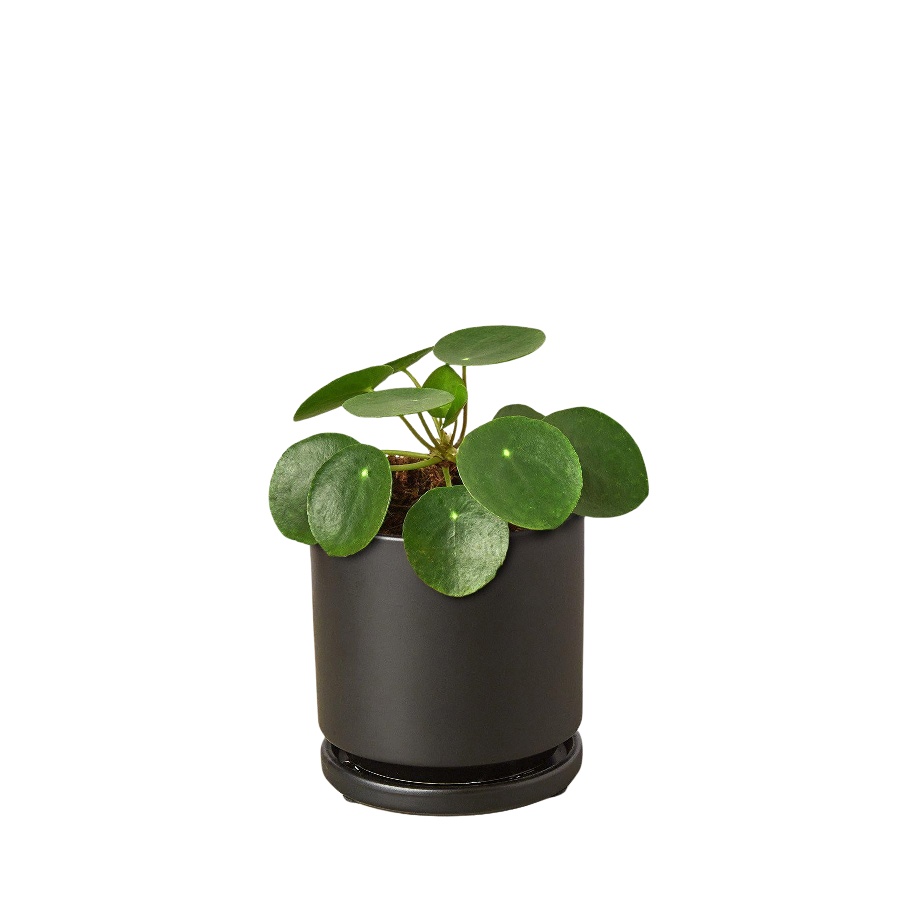 Pilea Peperomioides 'Chinese Money' plant with round green leaves in a black pot.