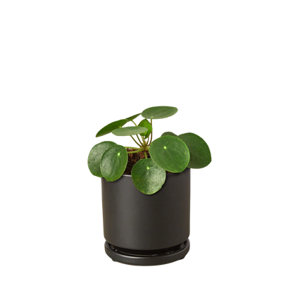 Pilea Peperomioides 'Chinese Money' plant with round green leaves in a black pot.
