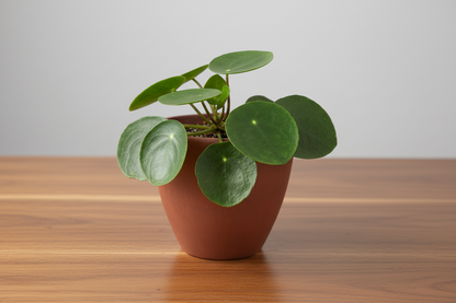Pilea Peperomioides 'Chinese Money' plant in a terracotta pot on a wooden surface.