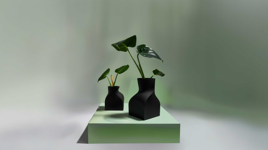 izzyplants.com gift card for quality plants tropicals