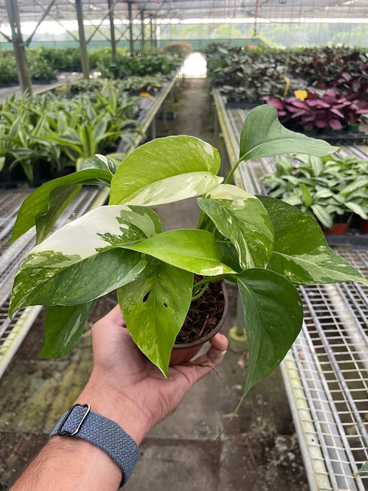 Hand holding a small Pothos 'Albo Variegata' plant with white and green variegated leaves.