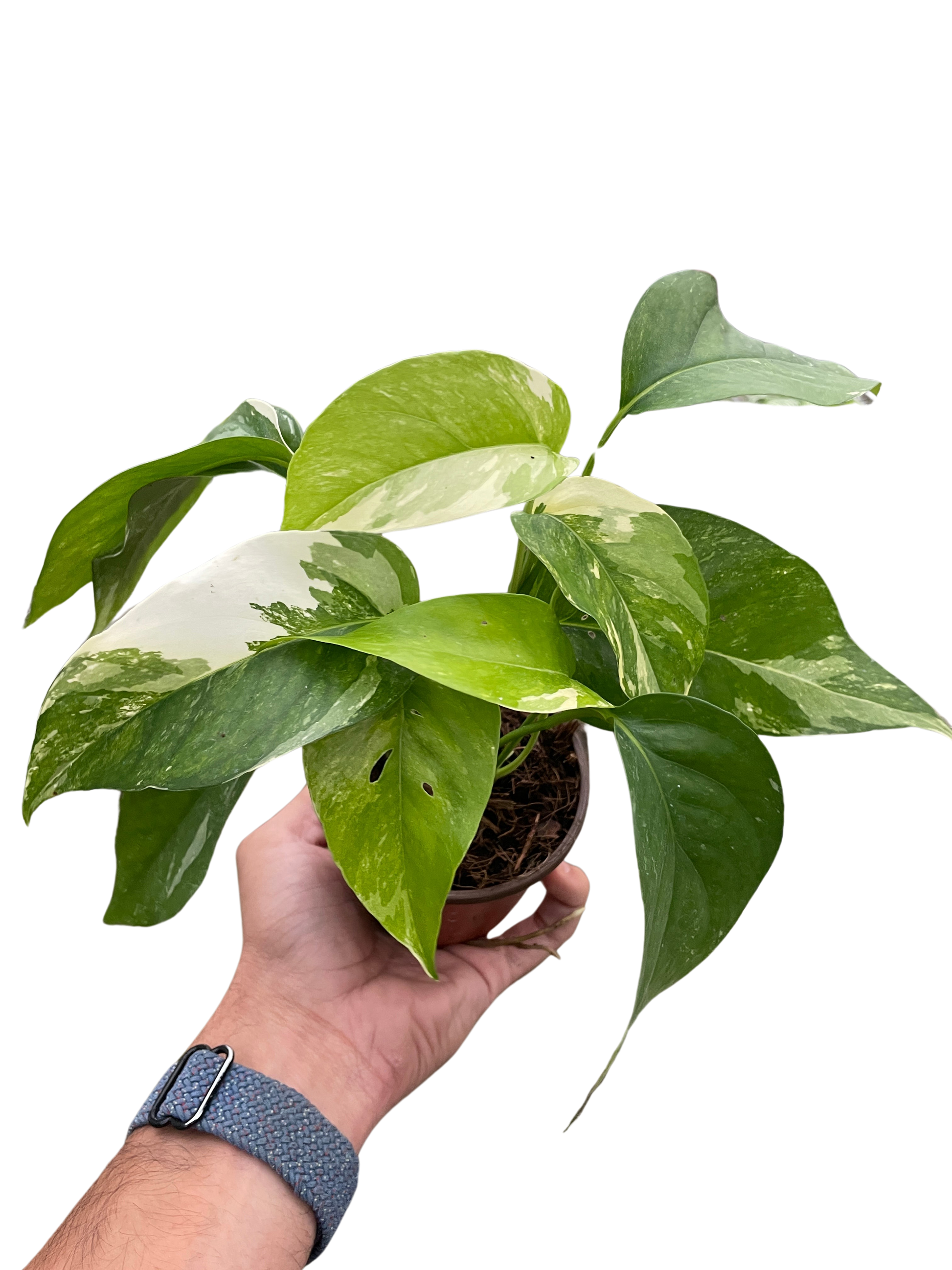 Hand holding a small Pothos 'Albo Variegata' plant with white and green variegated leaves in a brown pot.