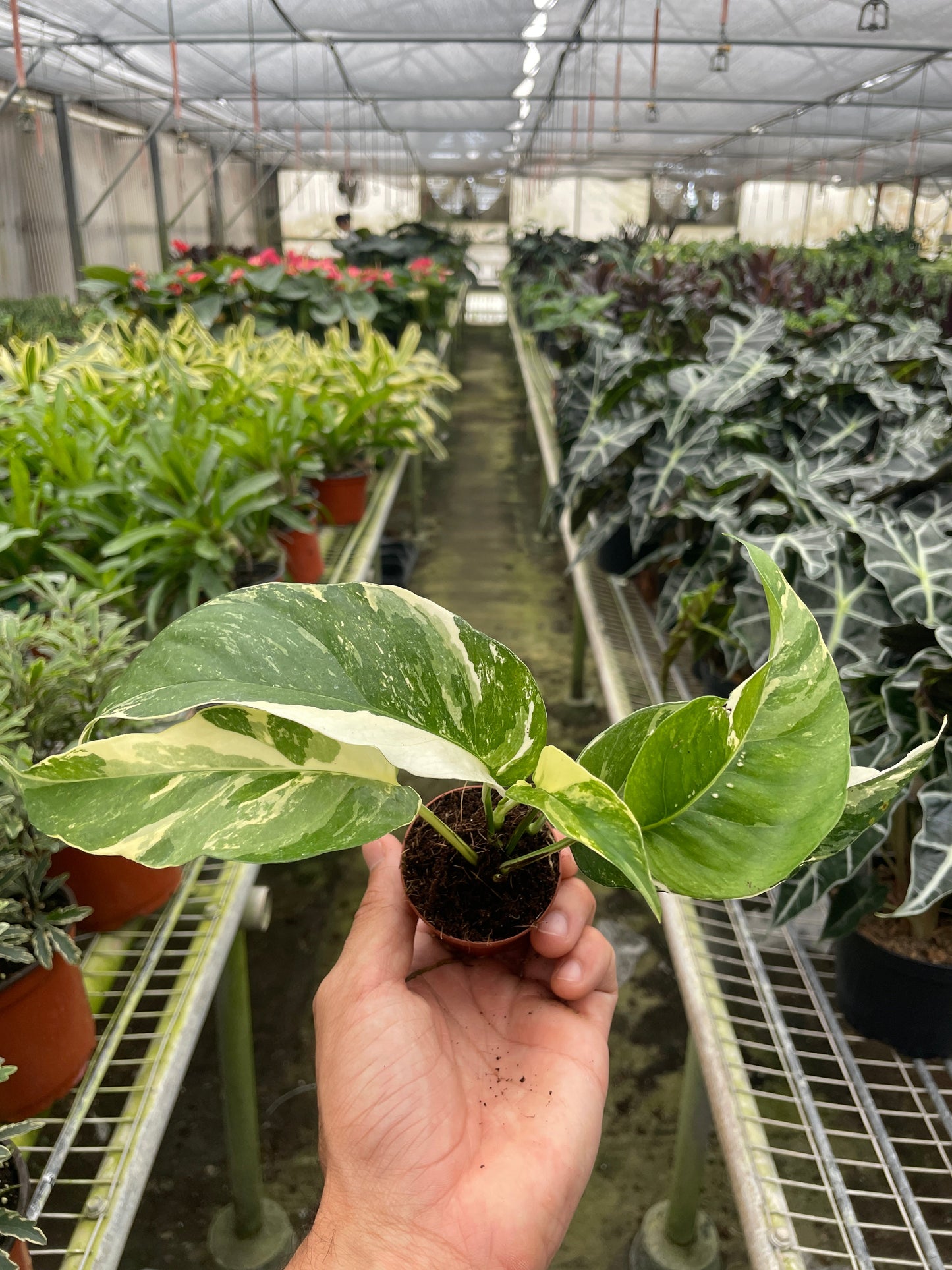 Hand holding a small Pothos 'Albo Variegata' plant with white and green variegated leaves in a nursery.