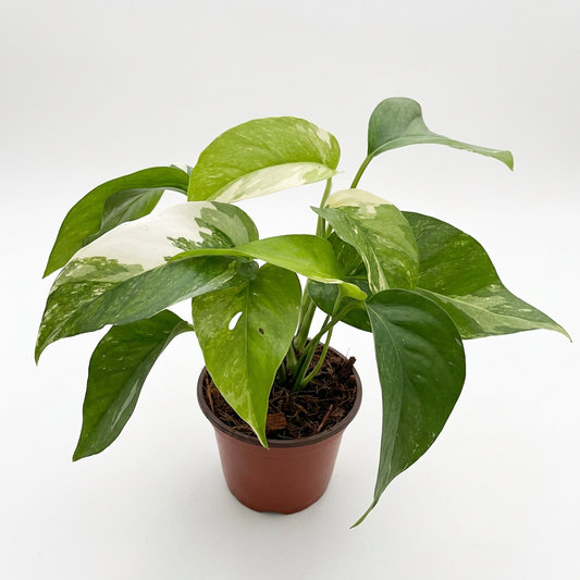 A potted 'Albo Variegata' pothos plant with creamy white and lush green variegated leaves in a brown pot on a white background and white surface. 