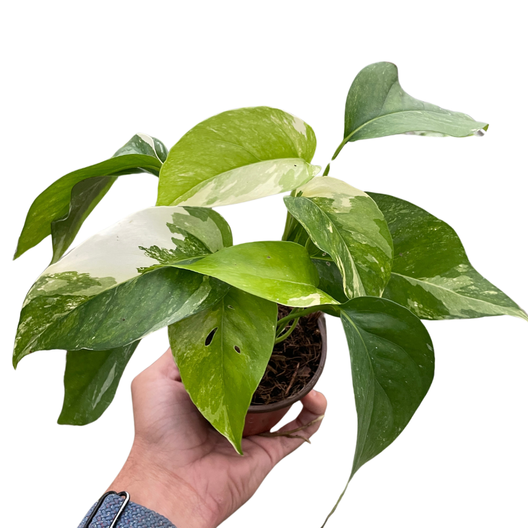 Hand holding a small Pothos 'Albo Variegata' plant with creamy white and lush green variegated leaves.