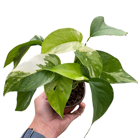 Hand holding a small Pothos 'Albo Variegata' plant with creamy white and lush green variegated leaves.